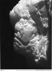 Historisches Foto von Mesoparapylocheles zapfei (Fraaije et al., 2019) (NHMW-AFW-GEO-BACHMAYER-FOTO-1990-0041-1930)